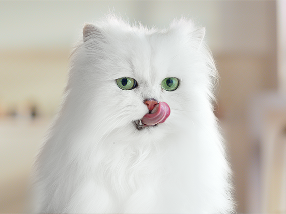 White cat with green eyes licking its lips