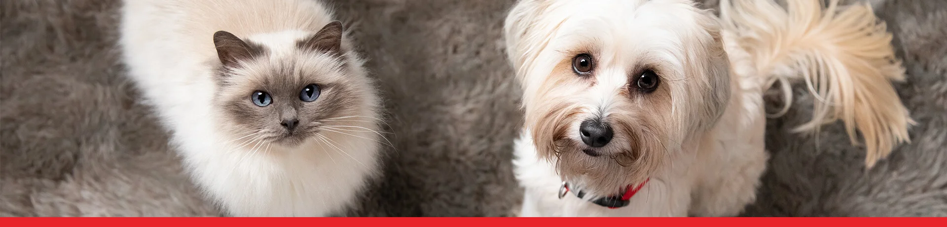 A white cat with blue eyes and a white dog looking up together
