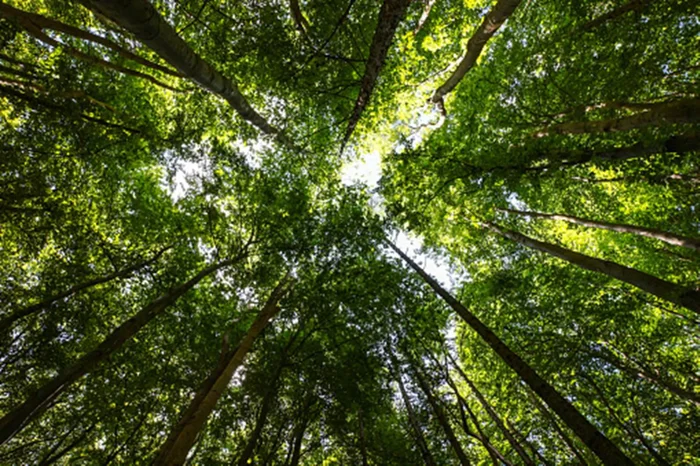 Our greatest tools in the fight against climate change