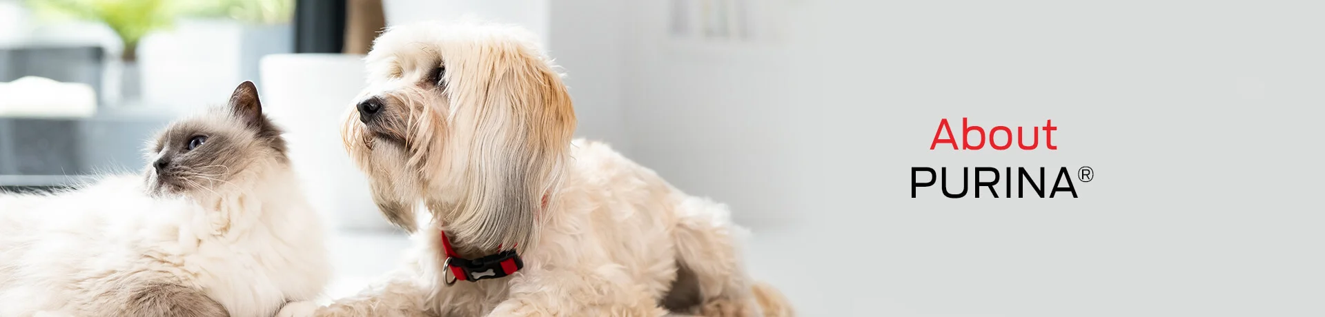 A dog and a cat and 'about Purina' message on the right
