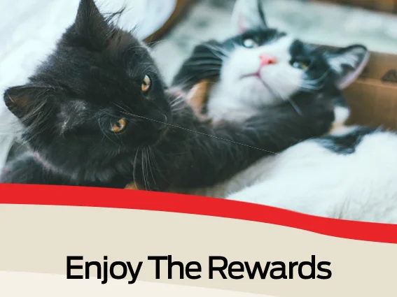Enjoy the rewards