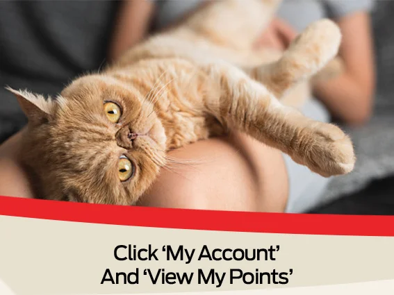 Click 'My Account' And 'View My Points'