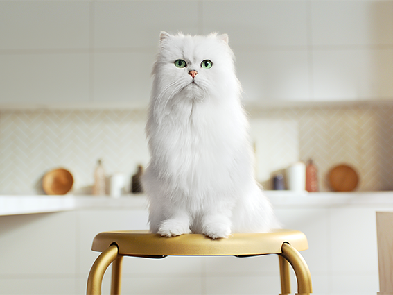 White cat on a chair